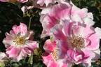 Funny Face ™ rose photo