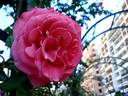 Dee Dee Bridgewater ® rose photo