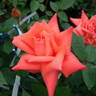 Daimonji rose photo