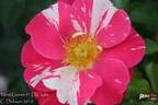 Mind Games rose photo