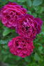Glamorous Ruffles rose photo