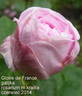 Gloire de France rose photo