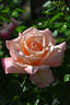 Ihatov no Kaze rose photo