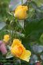 Sunbeam Veranda rose photo