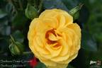 Sunbeam Veranda rose photo