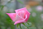 Hatsukari rose photo