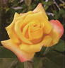 Oborozukiyo rose photo