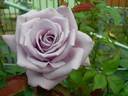 Blue Chateau rose photo