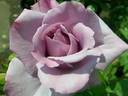 Blue Time rose photo
