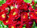 Ruby Ribbon rose photo