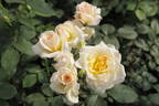 Apricot Moon rose photo