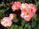 Karen rose photo