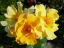 Kinrenpo rose photo