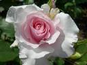 Soshun rose photo