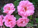 Milevsko rose photo