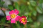 Azumino rose photo