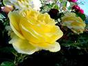 Eurostar ™ rose photo