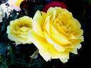 Eurostar ™ rose photo