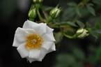 Aoraki rose photo
