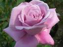 Charles de Gaulle Cl. rose photo
