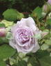 Huis Ten Bosch rose photo