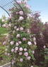 Huis Ten Bosch rose photo