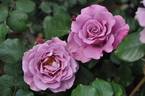 Angel Face, Cl. rose photo
