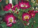 Parfait Amour rose photo