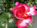 Music, Cl. rose photo