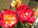 Charleston, Cl. rose photo
