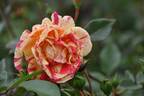 Matsuri rose photo