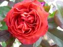Coffee Ovation rose photo
