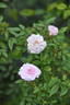 Cinderella, Cl. rose photo