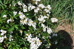 Christine Hirst rose photo