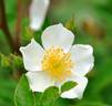 Christine Hirst rose photo