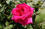 Barbara rose photo
