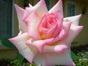 Madame Hide rose photo