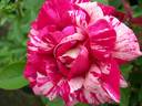Beni Kanoko rose photo