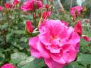 Rose Music rose photo