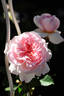 May no Hohoemi rose photo