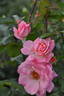 Lilibet rose photo