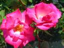 La Vie en Rose rose photo