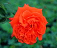 Bright Fire rose photo