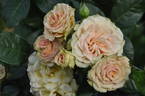 Emerald Isle rose photo