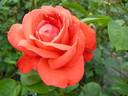 Sanka rose photo