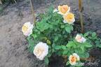 Golden Buddha rose photo