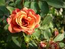 Cioccofiore rose photo
