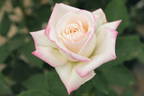 For You rose photo