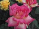 Delicious Mood rose photo