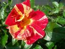 Kirari rose photo